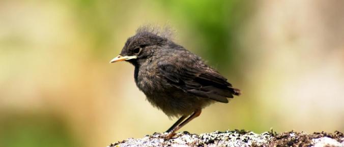 ambiente na historia