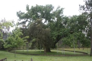 13124533_600423646781981_1808928961336707110_n